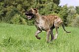 DOGUE ALLEMAND 265